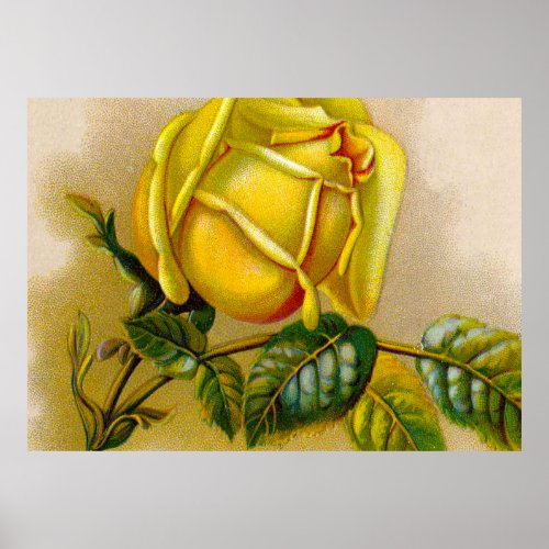 Yellow Rose Artwork Print Fine Art