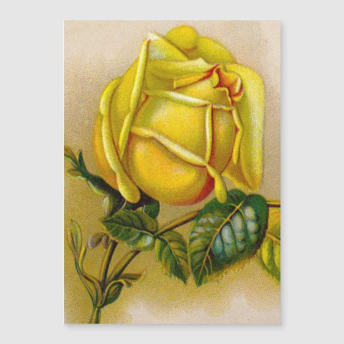 Yellow Rose Artwork Print Fine Art