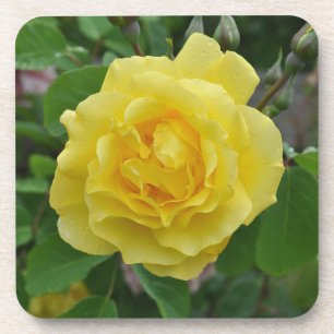 Yellow rose beauty beverage coaster