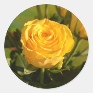 Yellow Rose Beauty Photography Classic Round Sticker