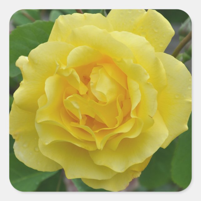 Yellow rose beauty     square sticker (Front)