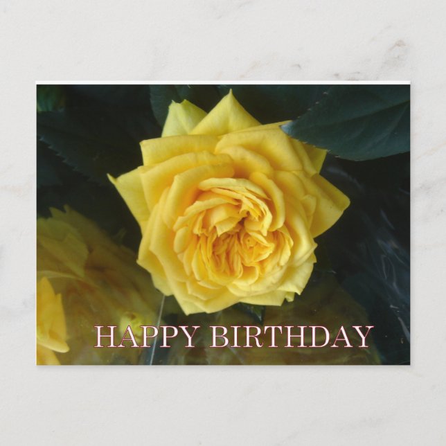 Yellow rose birthday greetings postcard (Front)