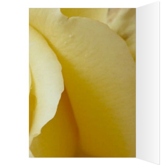 Yellow Rose Birthday, lover of beauty (Inside (Left))
