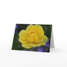 Yellow Rose Blank Greeting Card