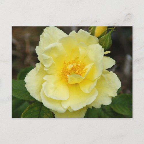 Yellow Rose Blossom Bud Yellow Rose Petals CloseUp Postcard