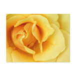 Yellow Rose Blossom Postcard