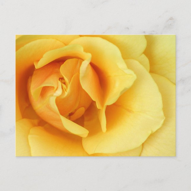 Yellow Rose Blossom Postcard (Front)