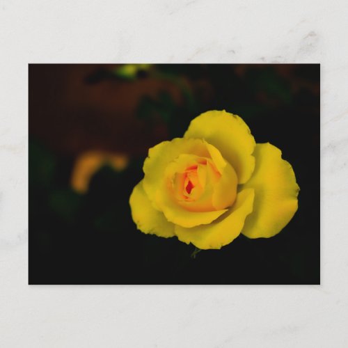Yellow rose blossom with orange center postcard