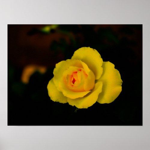 Yellow rose blossom with orange center poster