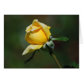 Yellow Rose Bud Card (Front Horizontal)