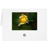 Yellow Rose Bud Cards (Back Horizontal)