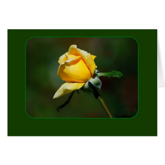 Yellow Rose Bud Cards (Front Horizontal)