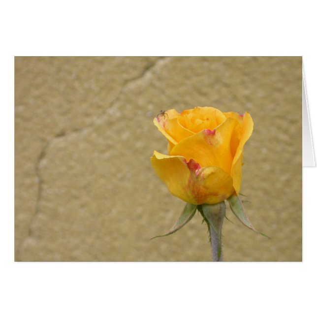 Yellow Rose Bud Cards (Front Horizontal)