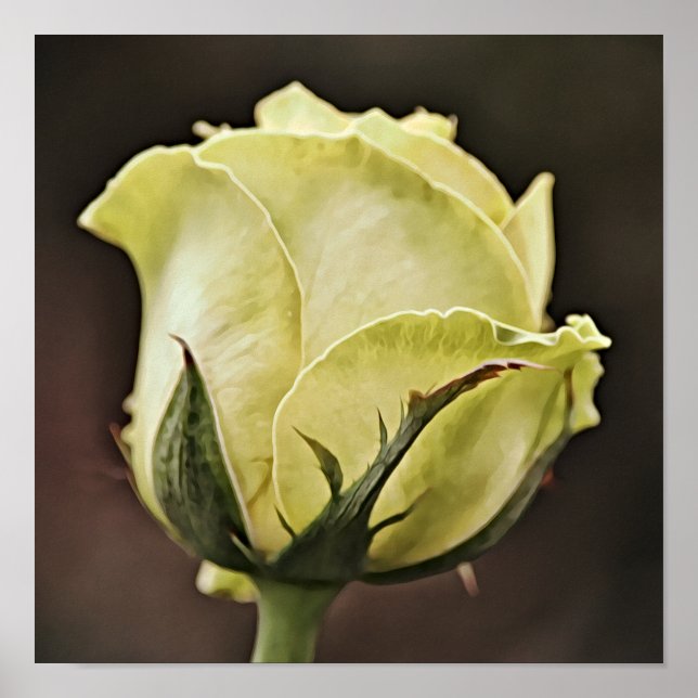 Yellow Rose Bud Photographic Art Print (Front)