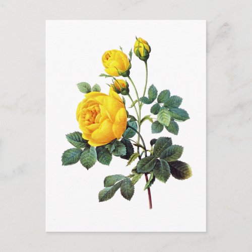 Yellow Rose by Pierre Joseph Redoute Postcard