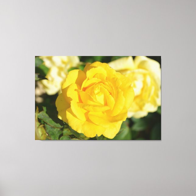 Yellow rose canvas print (Front)