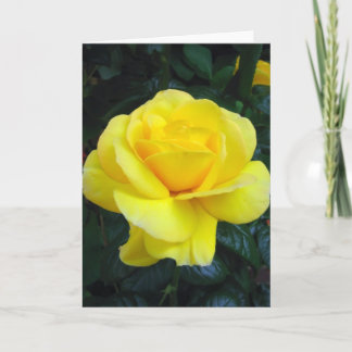 Yellow rose - Card