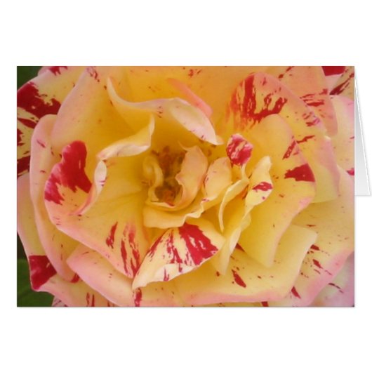 Yellow Rose Card (Front Horizontal)