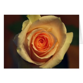 Yellow Rose Card by lynnsphotos at Zazzle