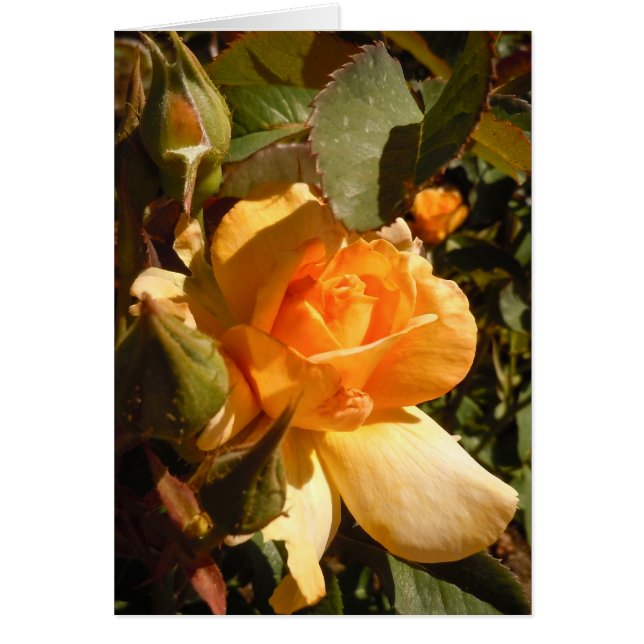 Yellow Rose Cards (Front)