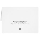 Yellow Rose Cards (Back Horizontal)