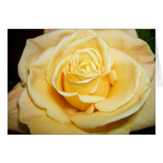 Yellow Rose Cards