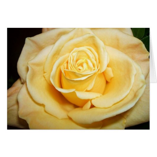 Yellow Rose Cards (Front Horizontal)