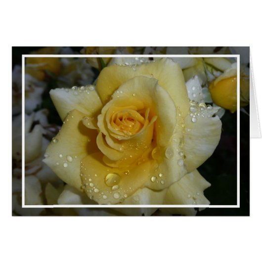 Yellow Rose Cards (Front Horizontal)