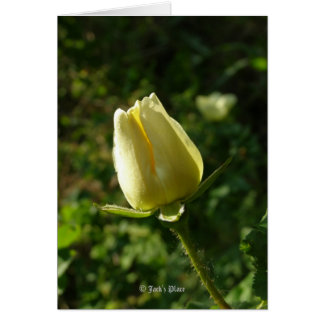 Yellow Rose Cards