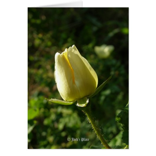 Yellow Rose Cards (Front)