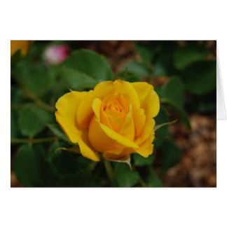 Yellow Rose Cards