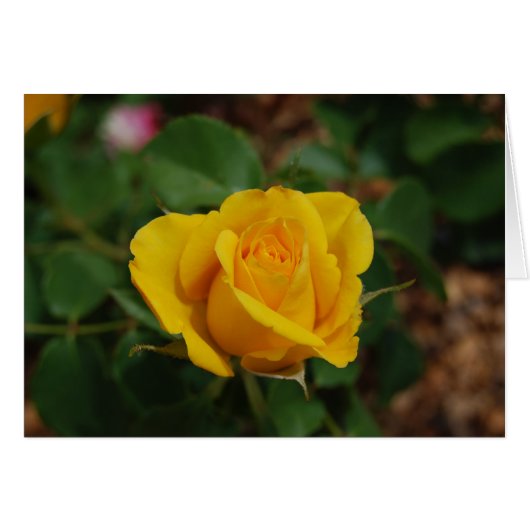 Yellow Rose Cards (Front Horizontal)