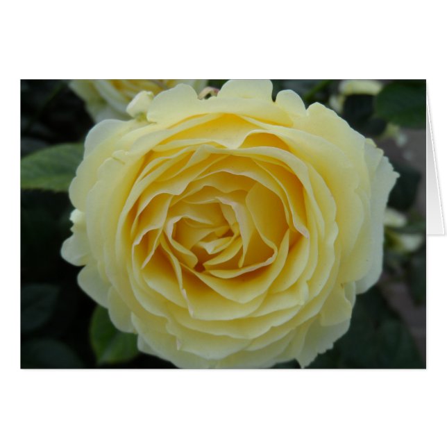 Yellow Rose Cards (Front Horizontal)