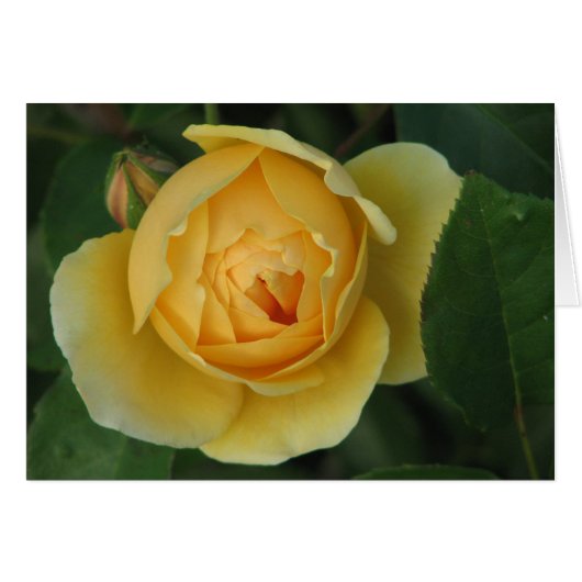 Yellow rose cards (Front Horizontal)