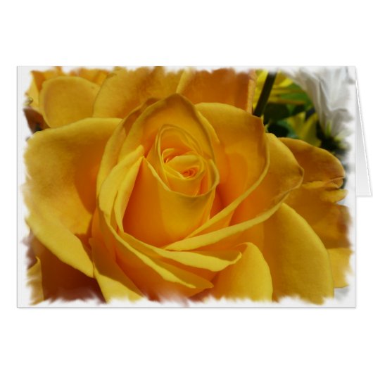 yellow rose cards (Front Horizontal)