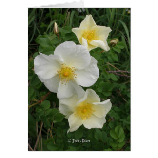 Yellow Rose Cards