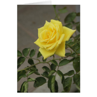 Yellow Rose Cards