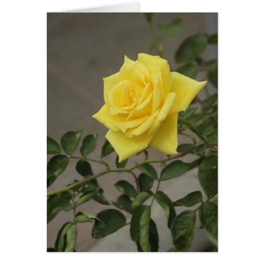 Yellow Rose Cards (Front)