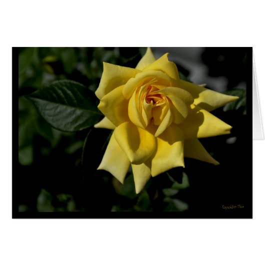 Yellow Rose Cards (Front Horizontal)