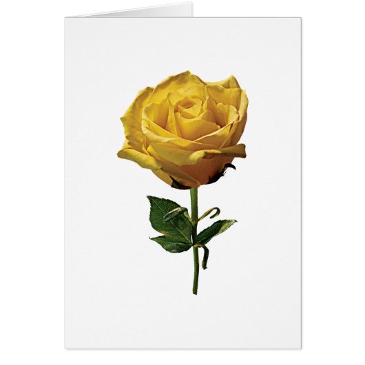 Yellow Rose Cards (Front)