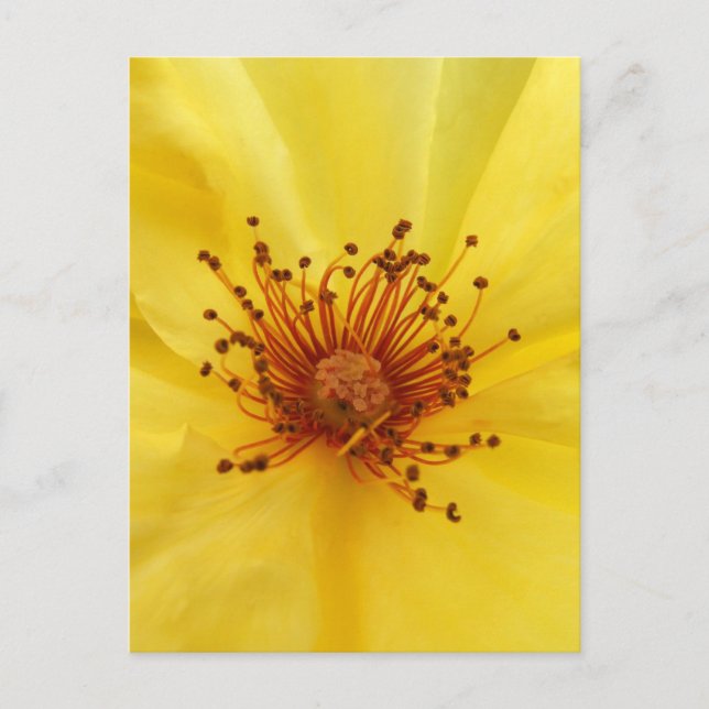 Yellow Rose Center Postcard (Front)