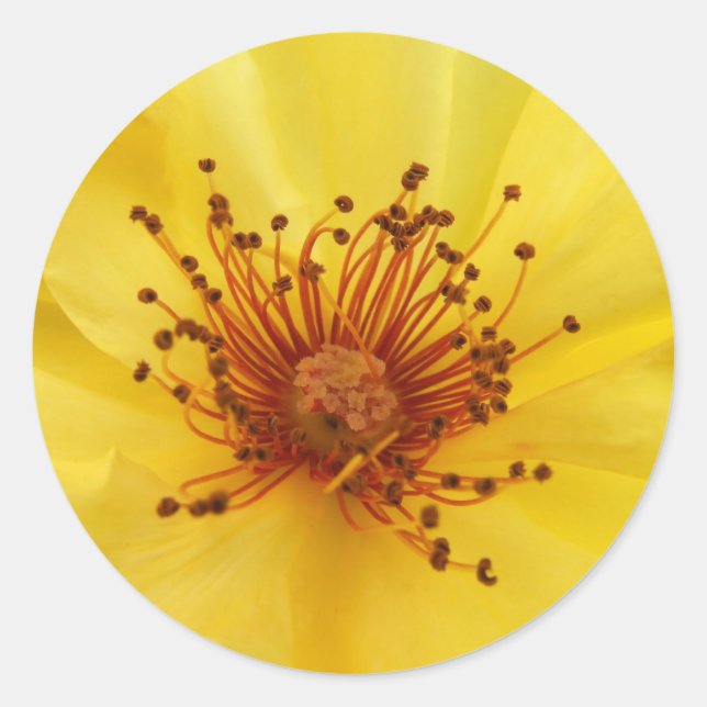 Yellow Rose Center Stickers (Front)