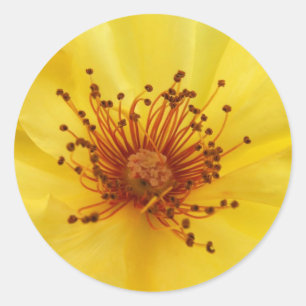 Yellow Rose Center Stickers