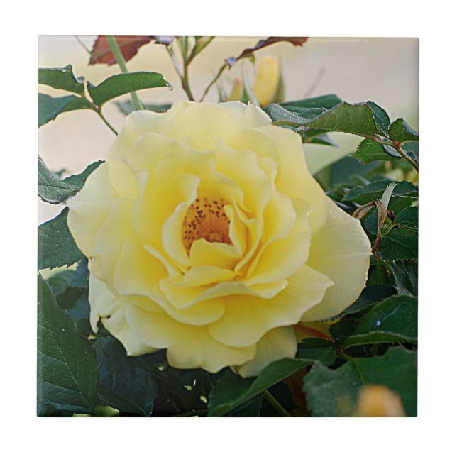 Yellow Rose Ceramic Tile (Front)
