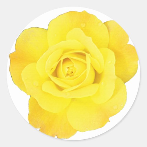Yellow Rose Choose Background Color Blank Floral Classic Round Sticker