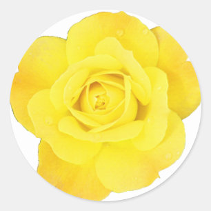 Yellow Rose Choose Background Color Blank Floral Classic Round Sticker