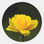 Yellow Rose Classic Round Sticker at Zazzle
