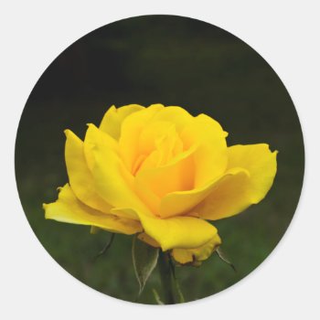Yellow Rose Classic Round Sticker by HighSkyPhotoWorks at Zazzle