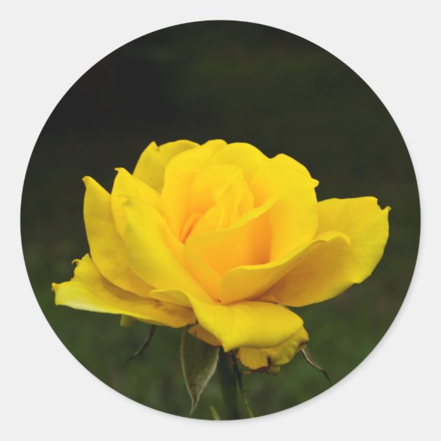 Yellow rose classic round sticker (Front)