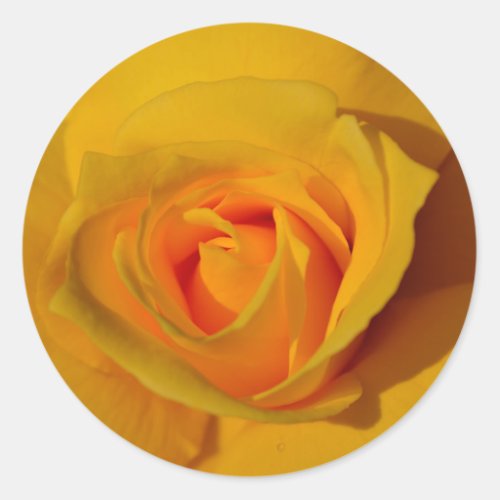 Yellow Rose Classic Round Sticker